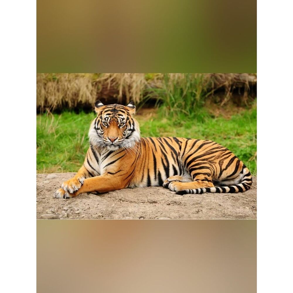 Custom Fridge Magnet Tiger Home Kitchen Decor
